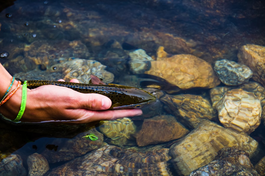 Photo fishing for trout in small rivers