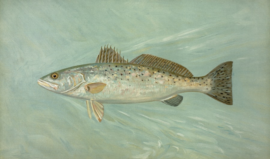 trout fish
