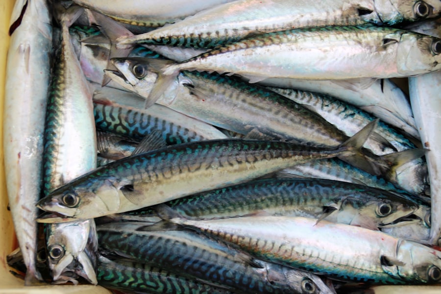 mackerel fish
