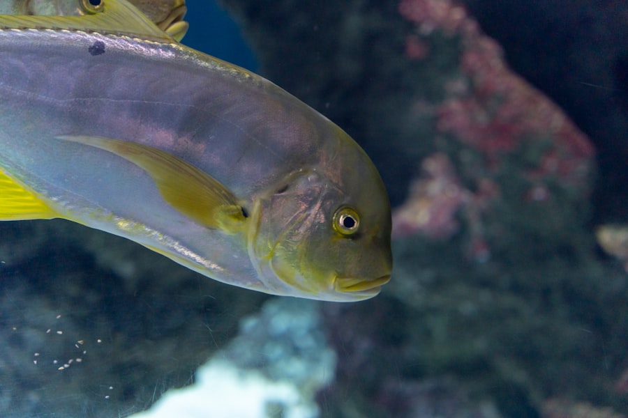 yellowtail fish
