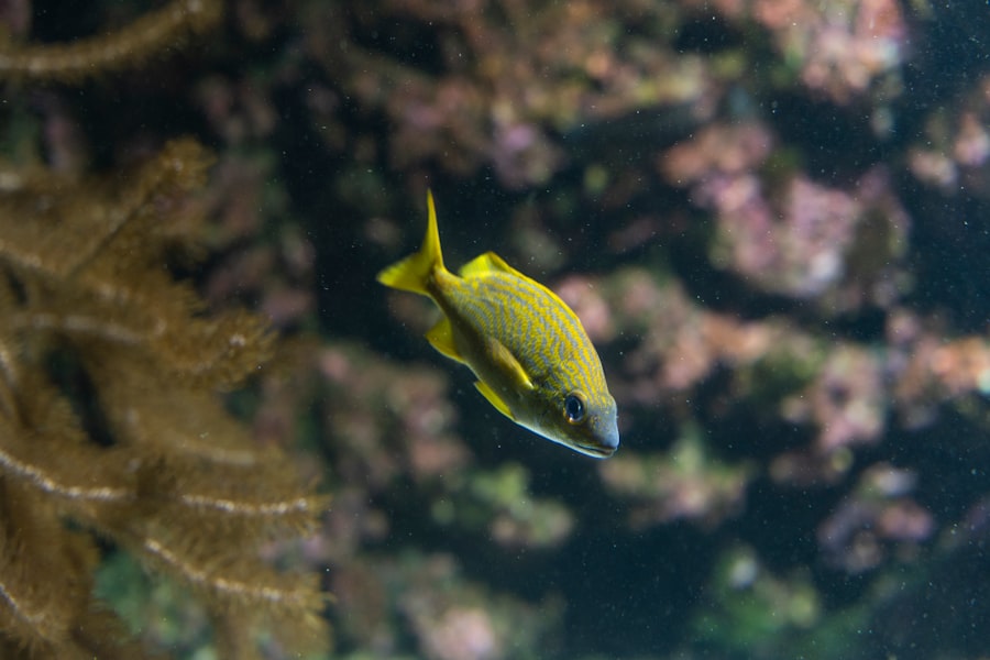 yellowtail fish
