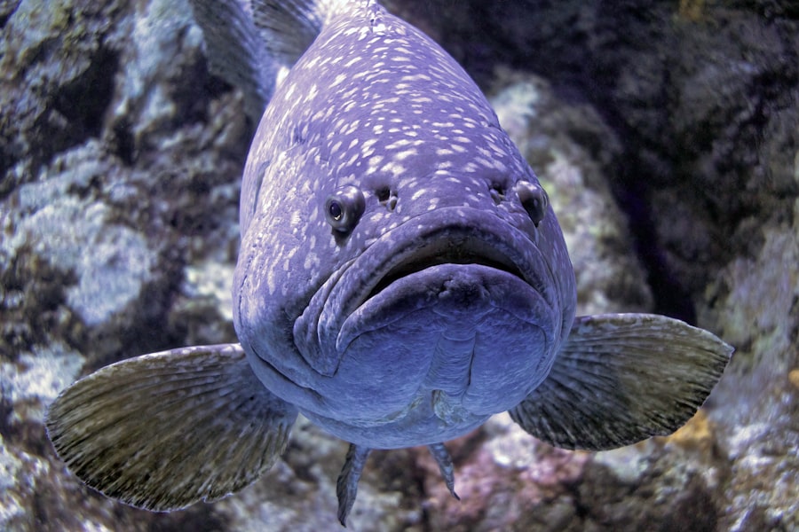 grouper fish