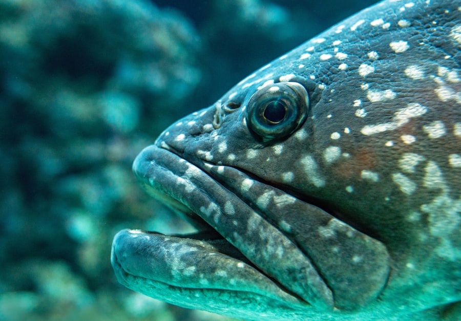 grouper fish

