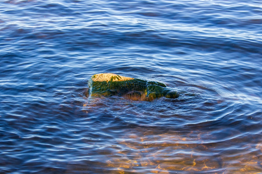 Photo sustainable bait
