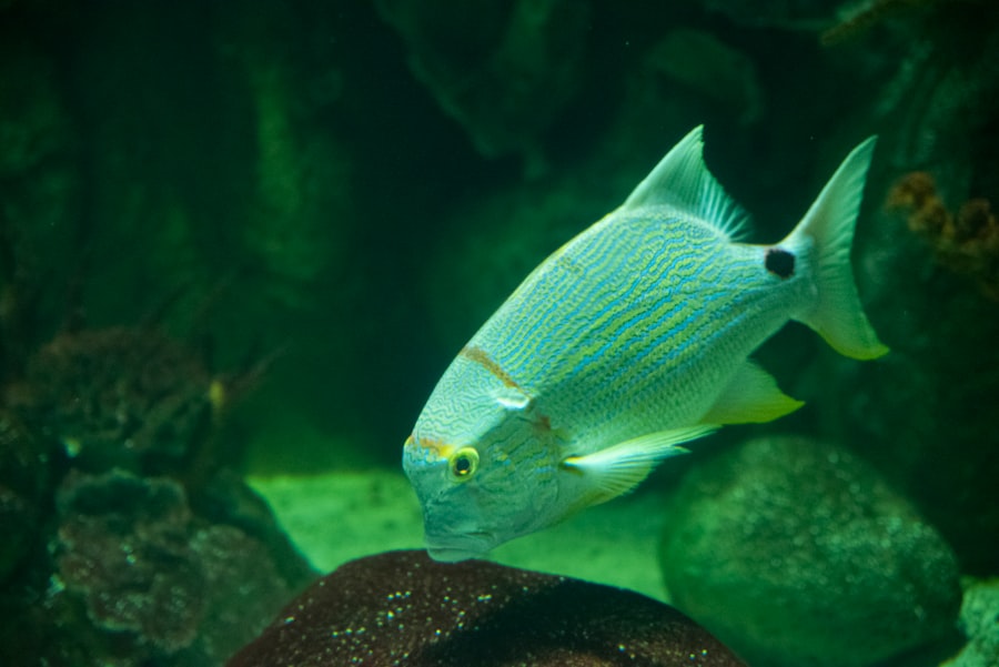 Photo silverside fish