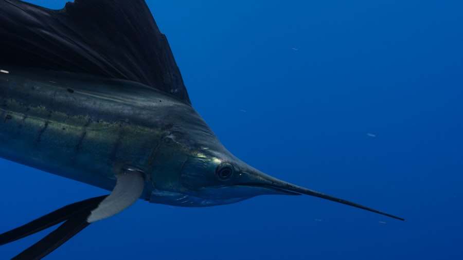 Photo swordfish

