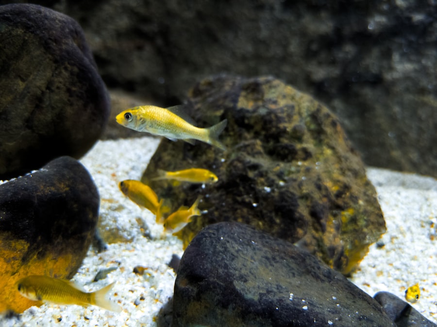 Photo yellowtail fish
