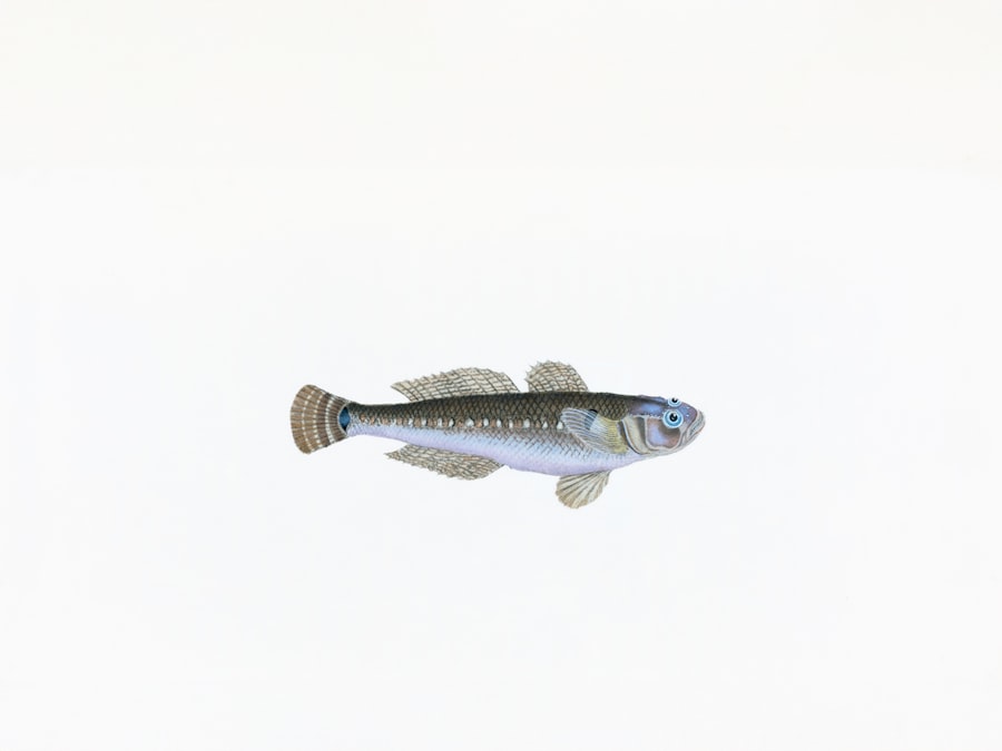 Photo silverside fish
