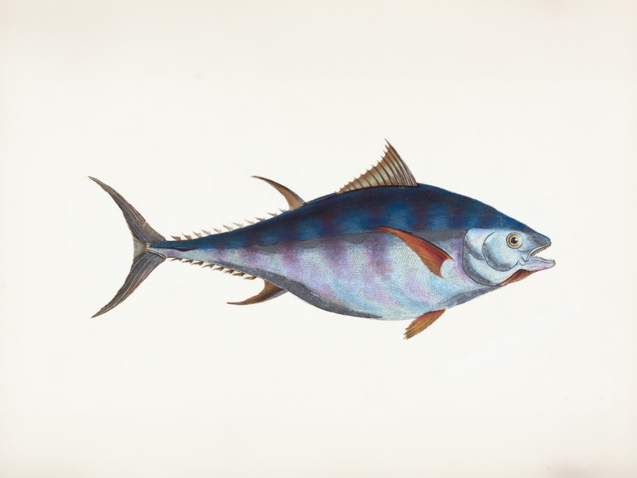 Photo silverside fish
