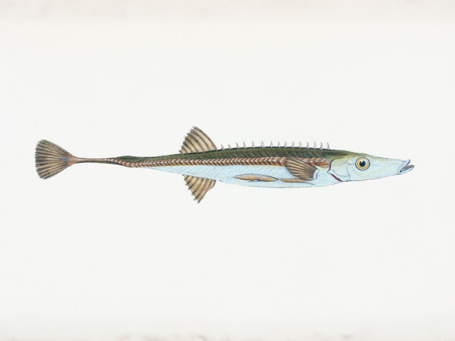 Photo swordfish fish
