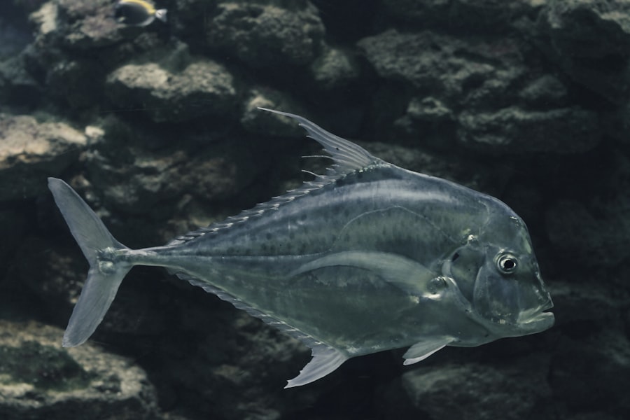 Photo swordfish fish
