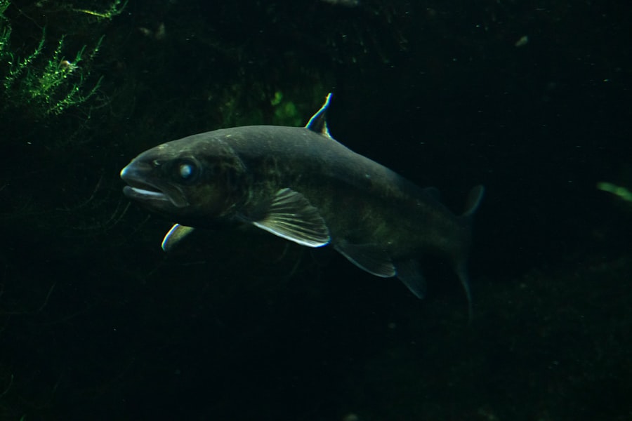 Photo swordfish fish
