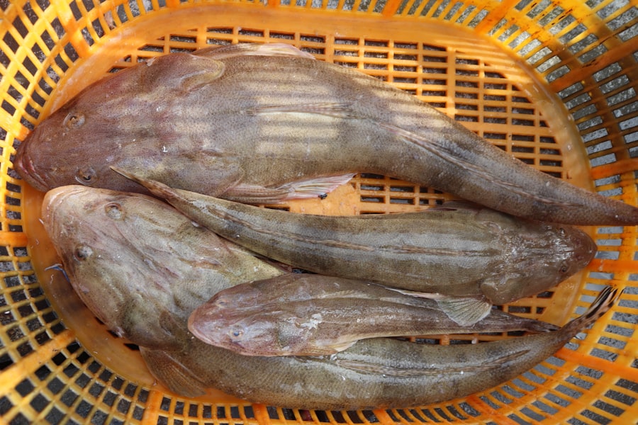Photo hake fish
