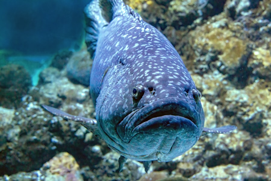 Photo grouper fish
