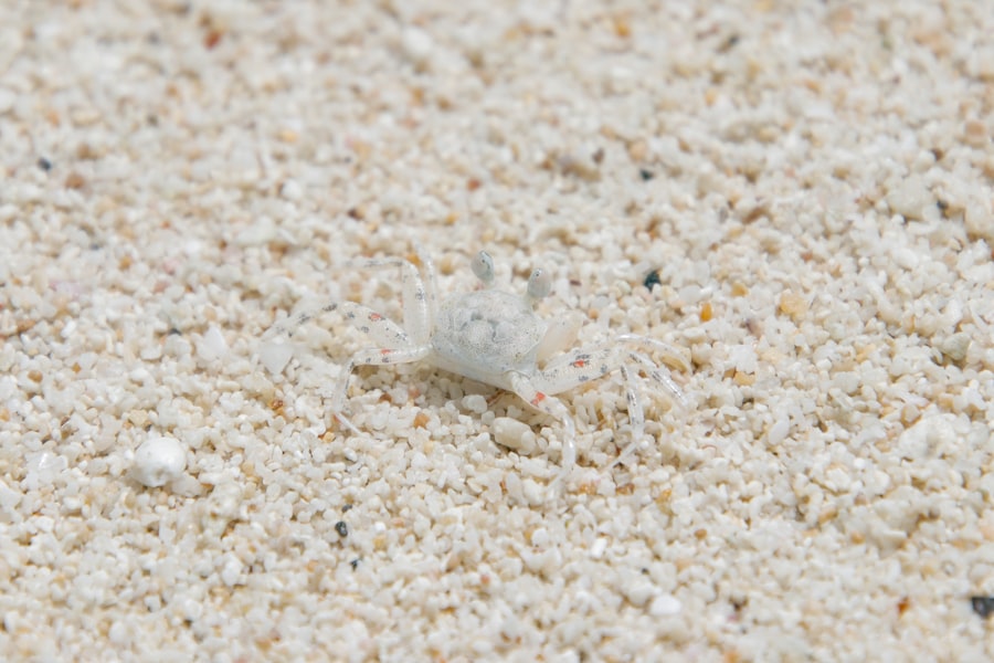 señuelos para sargo