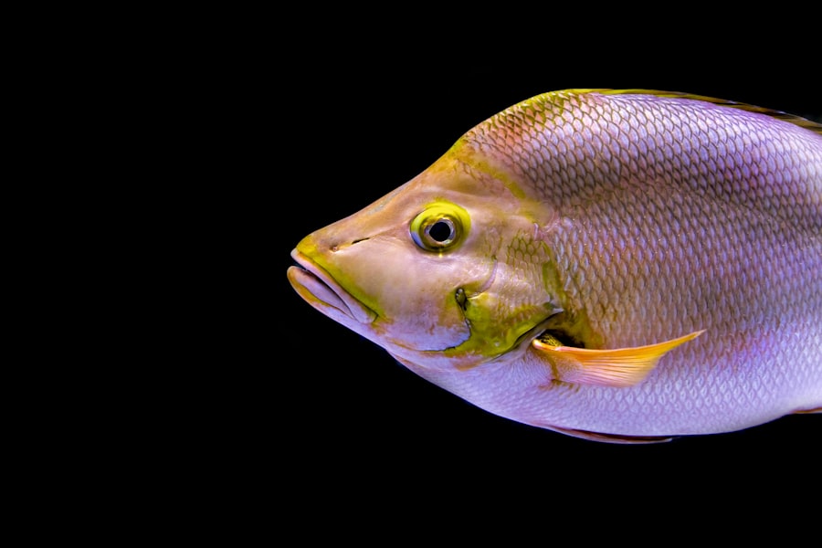 Photo artificial lures