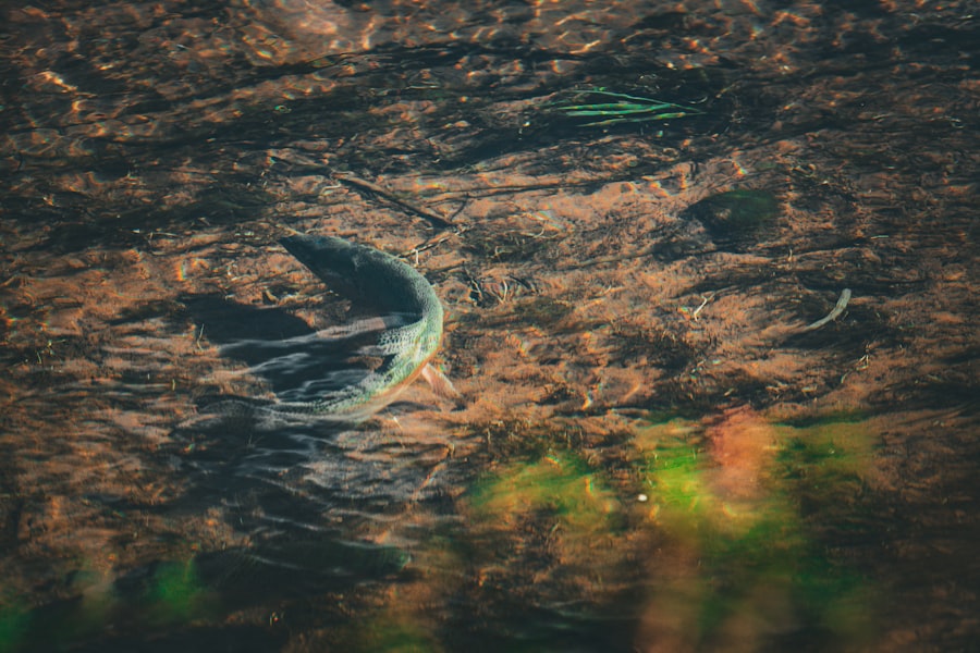 Photo trout fishing tips