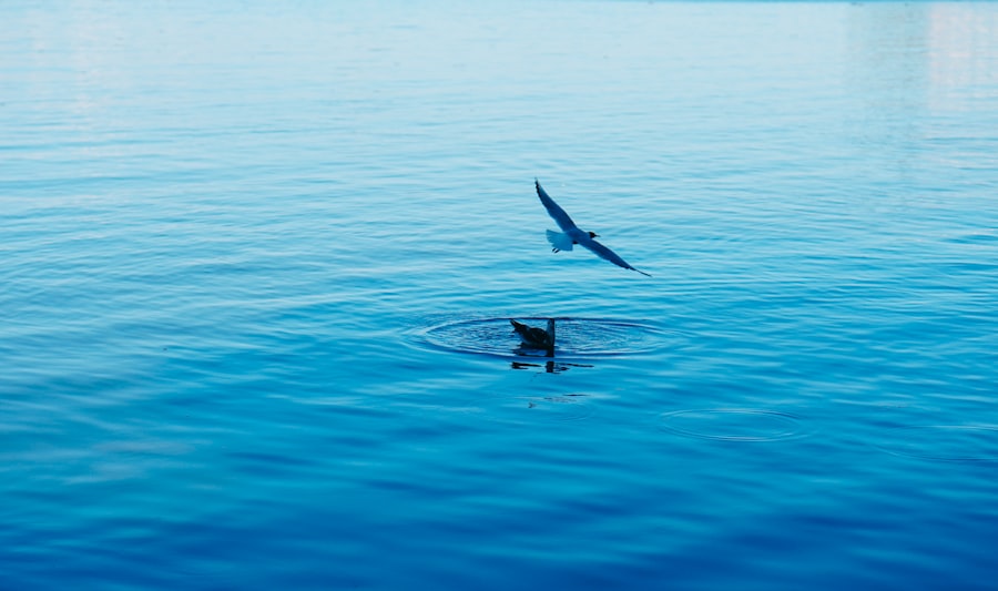 Photo fishing tips shark