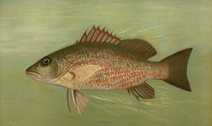 Photo pargo fishing gear