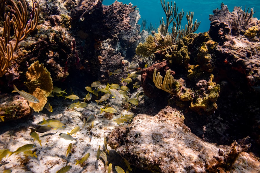 Photo best bottom fishing rods for snapper