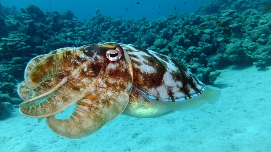 Photo Sport fishing for cuttlefish
