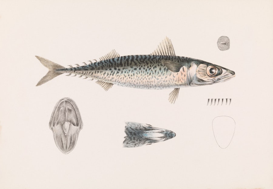 Photo best jurel rigs