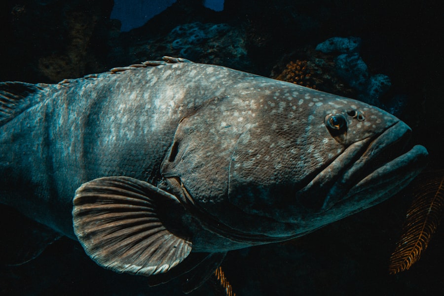 Photo corvina fishing lines