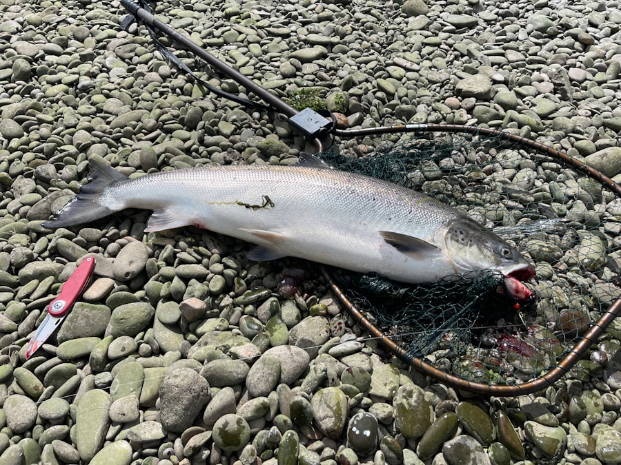 Photo Salmon fishing season