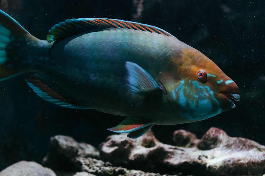 Photo best corvina rigs