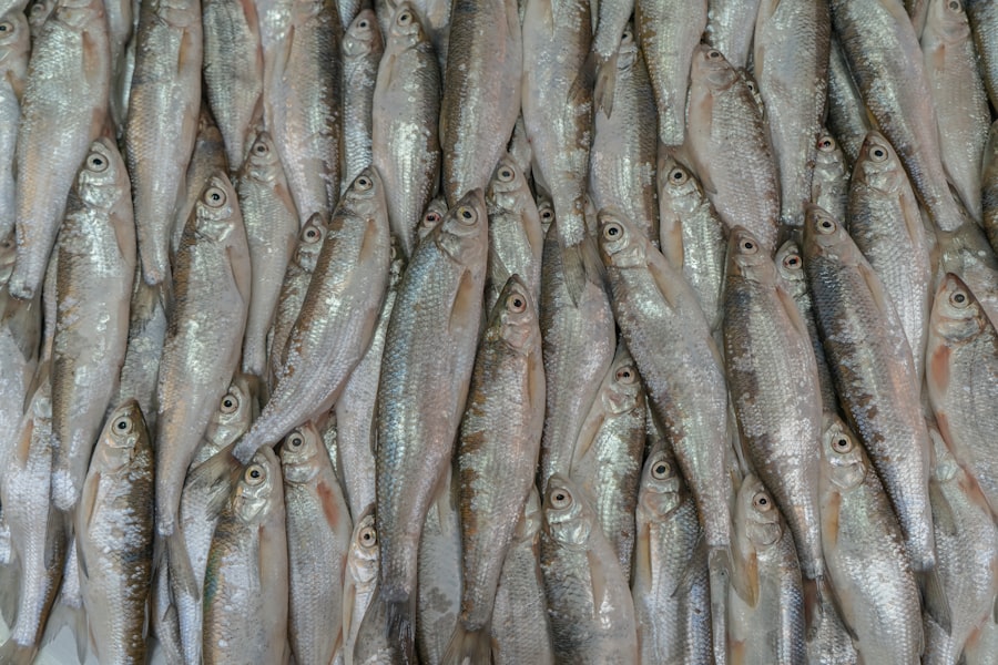 Photo artificial lures