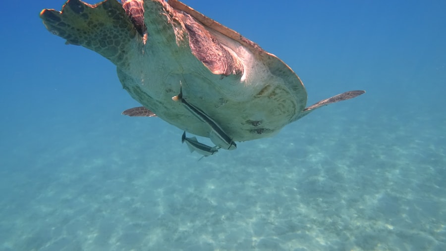 fishing for cuttlefish