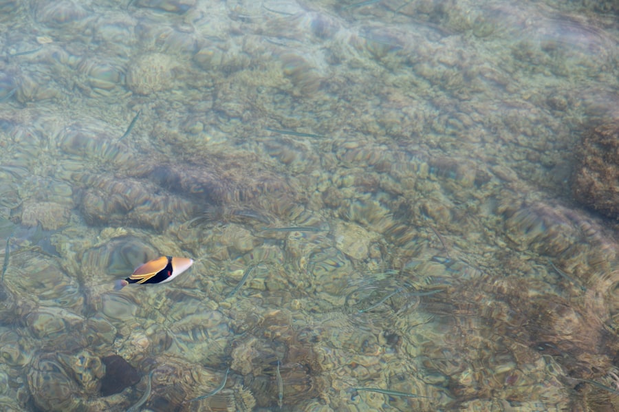 fishing season for roosterfish