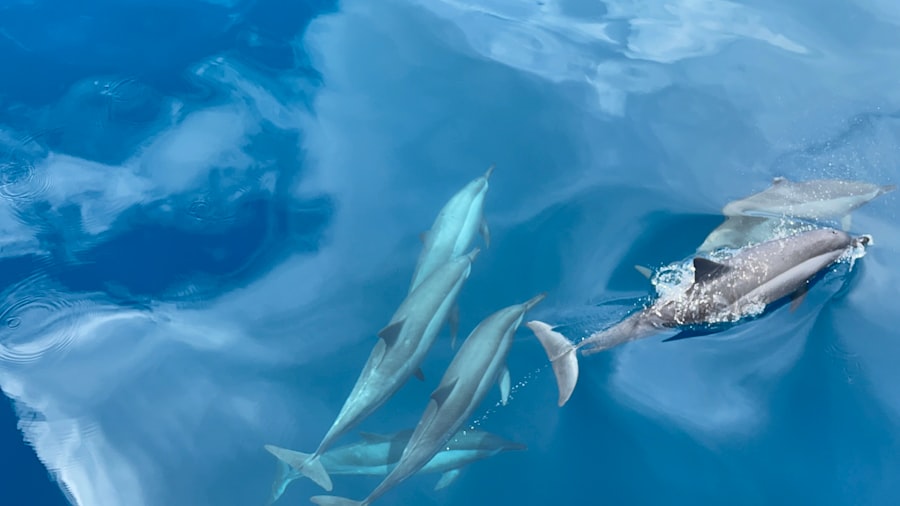 Photo fishing season squid