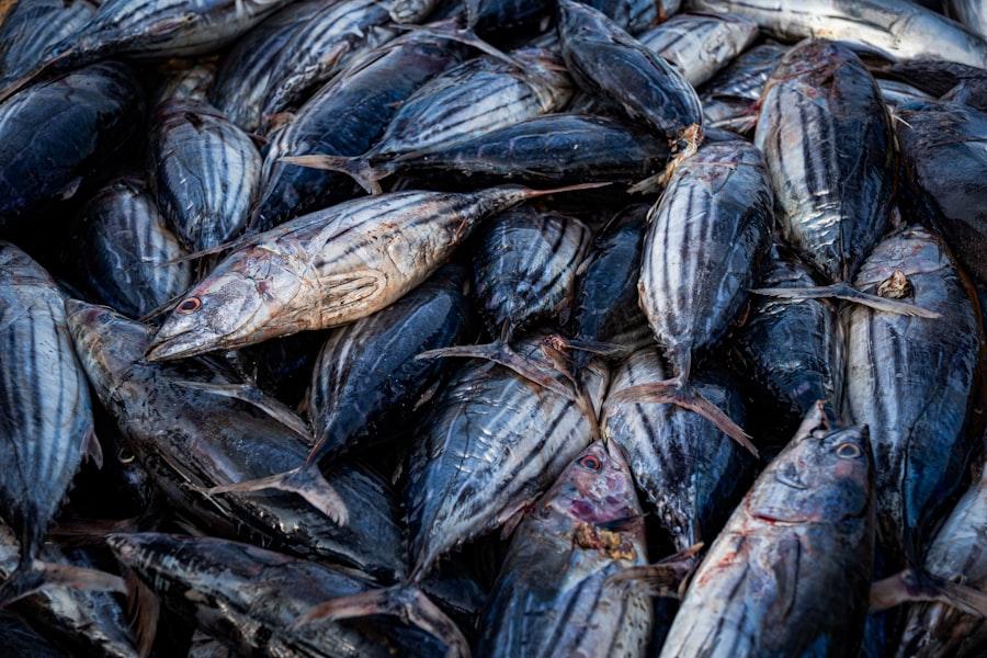 Photo fishing season bonito