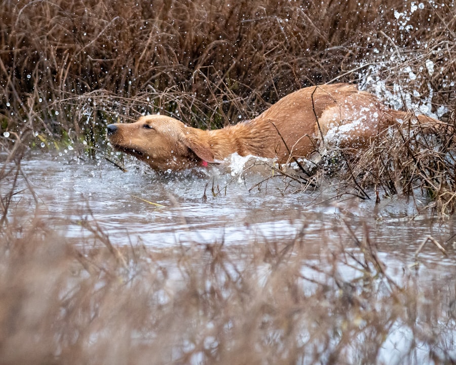 predator trapping