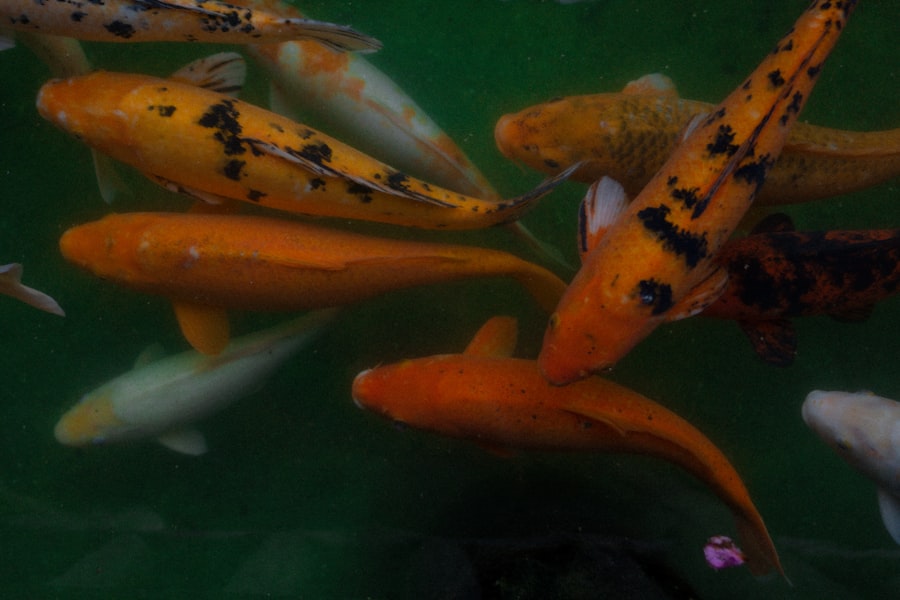 Photo carpa