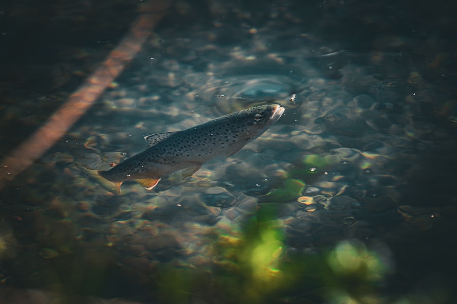 Photo trout fishing