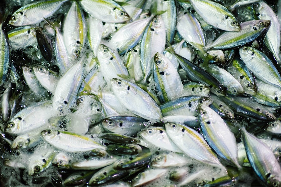 fishing live bait