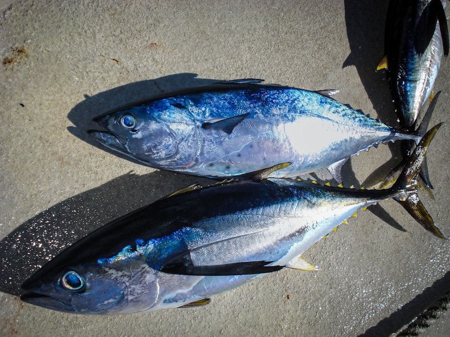 tuna fishing