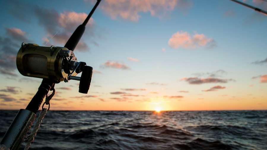 fishing rods