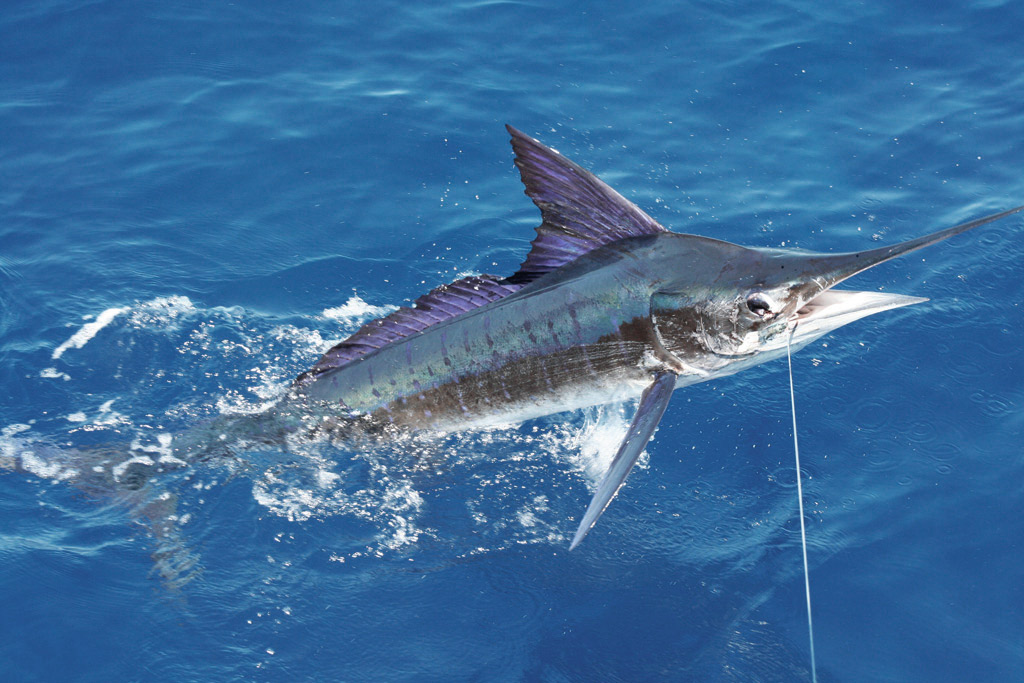 Cómo pescar más marlín azul
