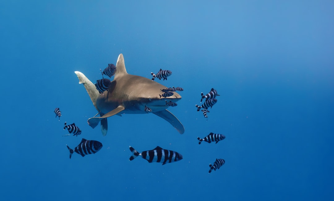 Photo fish conservation