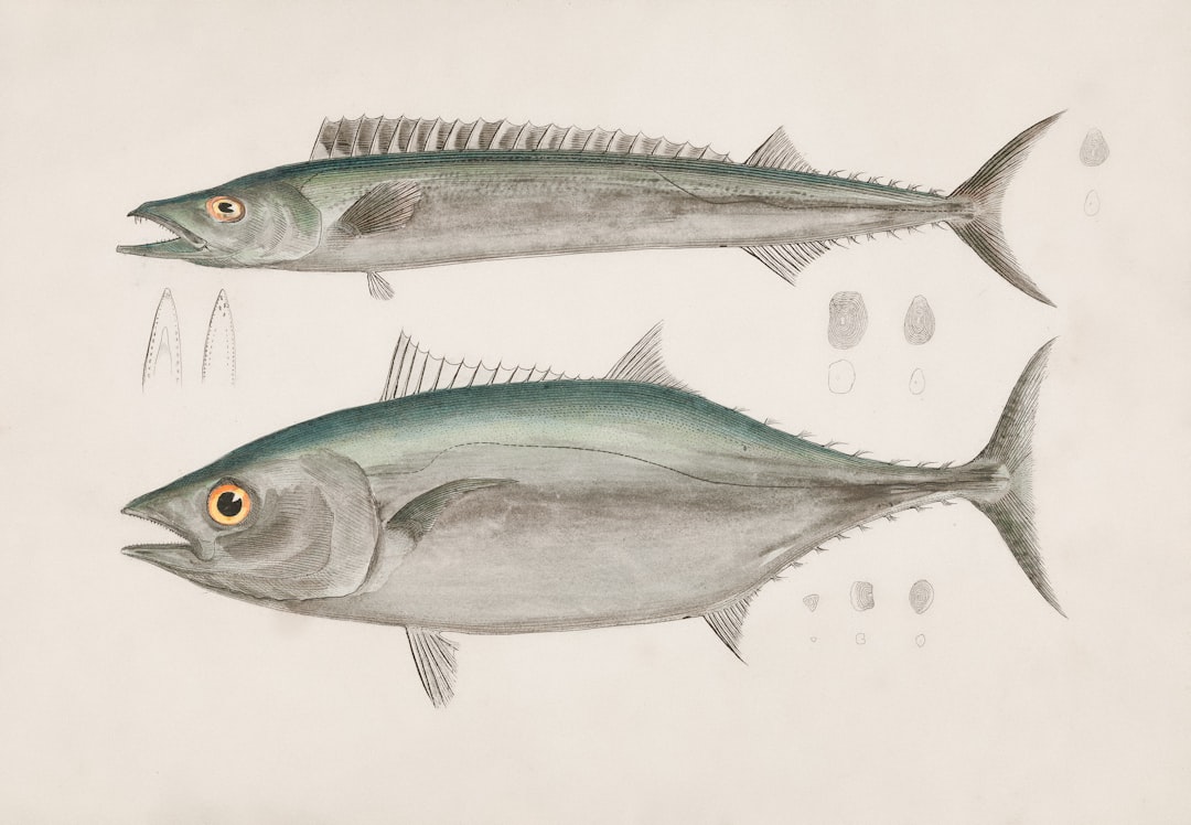 Los mejores carretes eléctricos para atún