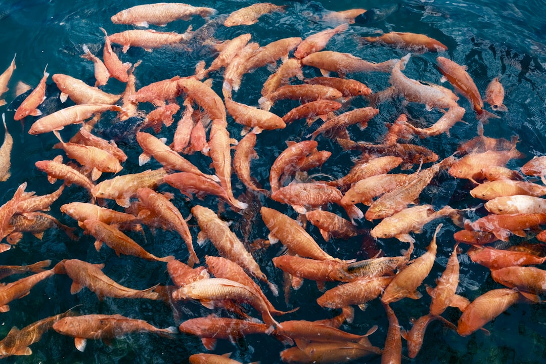 Photo mahi mahi fish