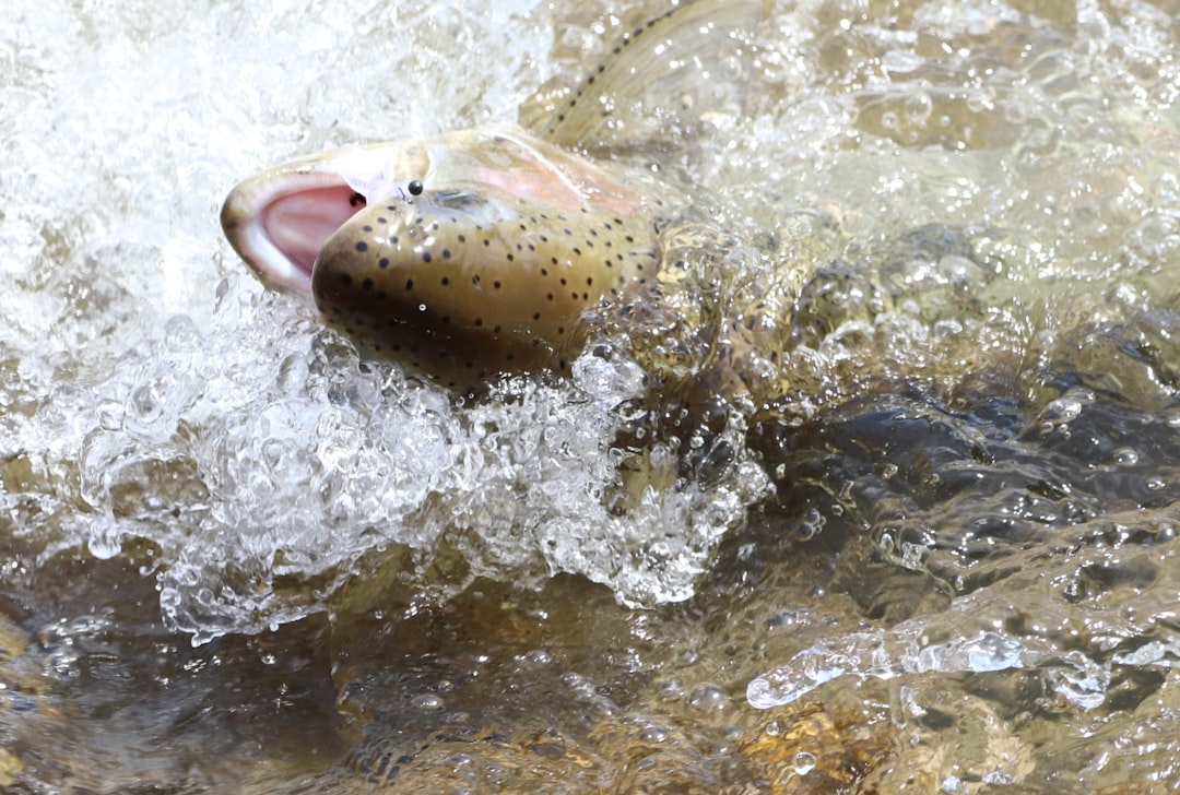 Las mejores cañas de spinning para trucha