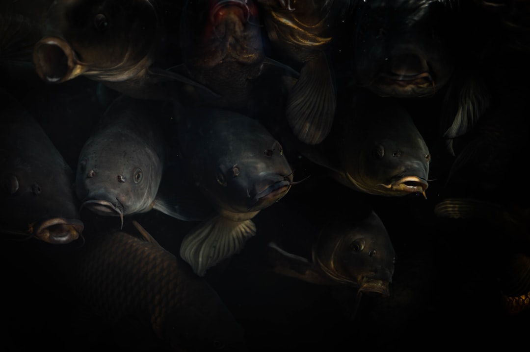 Mejores Cañas para Dorado #1 Guía Clara (sin lio)