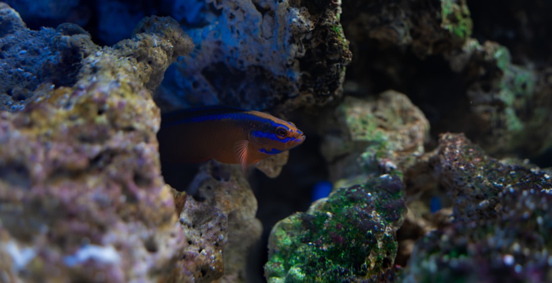 Los mejores bajos de fluorocarbono para lubina