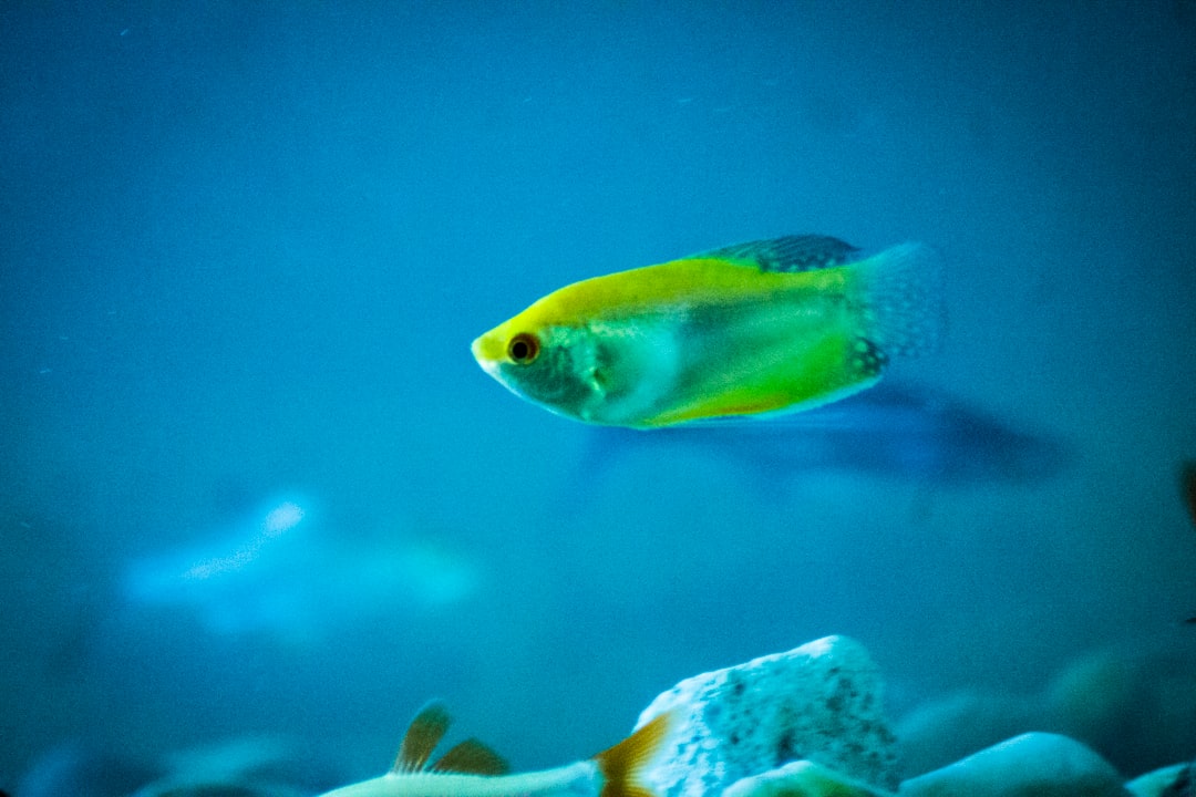 Las mejores cañas de pesca profunda para pez espada