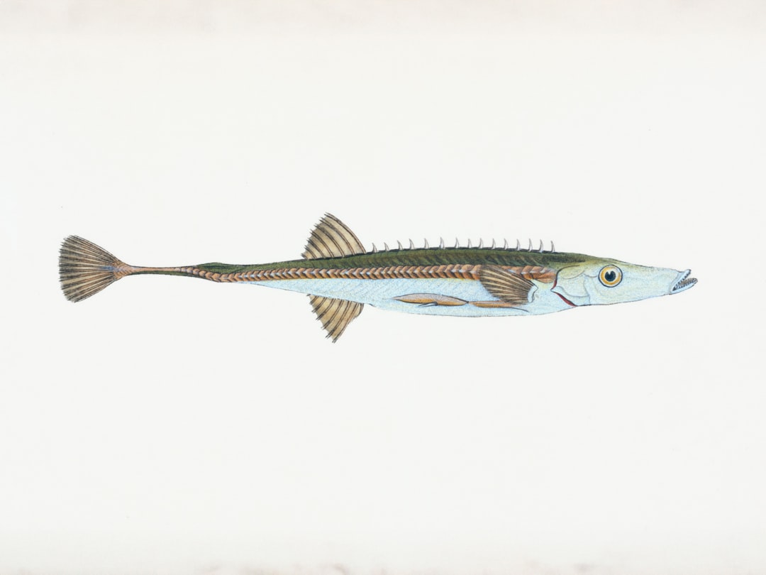 Los mejores carretes eléctricos para pez espada