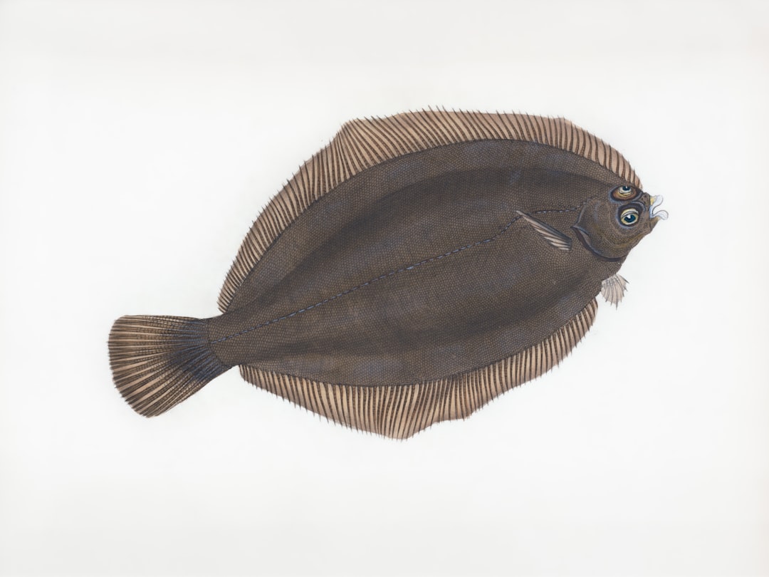 Photo sole fish